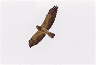 Swainsons Hawk Prairie in Saskatchewan Canada in flight