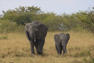 Elephant cow with offspring (Loxodonta africana), Masai Mara, Kenya, Africa