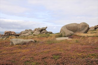 Granite boulder and colorful wildflowers in Brittany, France, Europe