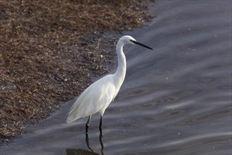 Heron in Ria Formosa, Faro, Algarve, Portugal, Europe