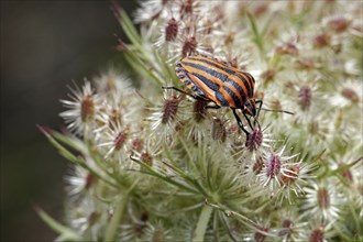 A striped orange-black beetle on a white, pointed plant in nature, stripe bug, (Graphosoma