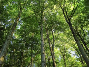 Summer forest