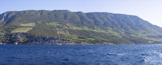 Vineyard on steep slopes by the sea, Peljesac peninsula, near Trstenik, Dalmatia, Croatia, Europe