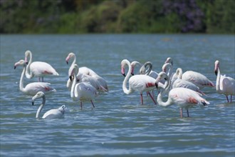 Flamingos in Fuzeta, Algarve, Portugal, Europe