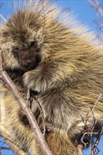 Porcupine Close Up in the Saskatchewan Prairies