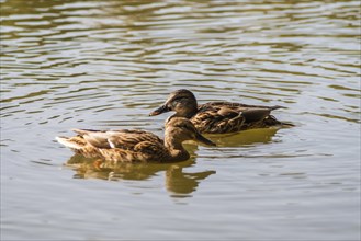 Close up of two ducks swimming in the pond