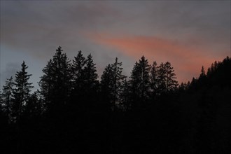 Fir forest at nightfall