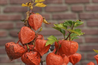 Orange lantern flowers with leaves and branches in front of a brick wall, Weseke, Münsterland,