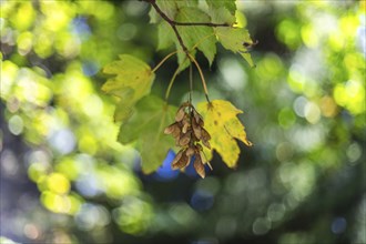 Autumn atmosphere, autumn leaves, Leoben, Styria, Austria, Europe