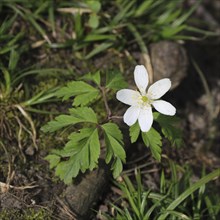 White wood anemone, spring flower