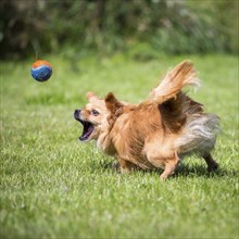 Small brown dog chases after a tennis ball