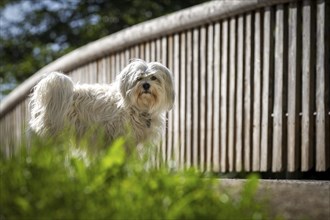 White Havanese standing in front of a bridge