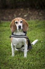 Little beagle bitch sits in a meadow with her harness on