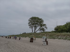 A single tree and several beach chairs on a sandy beach under a cloudy sky, ahrenshoop, zingst,