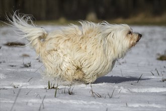 A small white Havanese runs across the picture in the snow