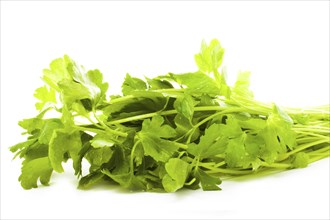 Parsley isolated over white