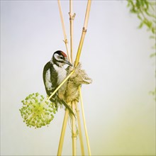 Great spotted woodpecker perched on a wooden pole in the garden