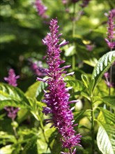 Close-up of a purple flower with green leaves in a summer garden, puerto de la cruz, tenerife,