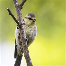 Juvenile blue tit balancing on a twig