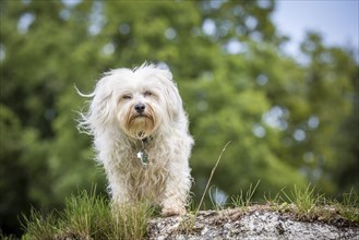 Small white Havanese stands on a stone and lets the wind blow through his fur