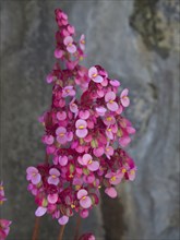 Close-up of pink and rose flowers against a stone background, puerto de la cruz, tenerife, spain