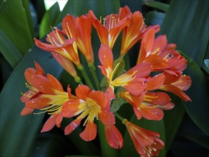 Orange flowers with yellow centres blooming on green leaves, puerto de la cruz, tenerife, spain