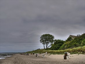 A wide beach with scattered beach chairs, tall trees and a cloudy sky. The atmosphere is calm and