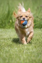 Small brown dog runs towards the photographer with a tennis ball in his mouth