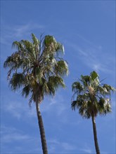 Two tall palm trees towering against a blue sky, puerto de la cruz, tenerife, spain