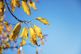 Closeup of yellow autumn leaves on branch against blue sky, copy space