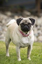 A female pug standing in a green meadow