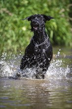 A black giant schnauzer leaps through the water