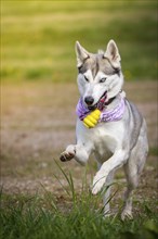 Husky lady retrieves her yellow toy