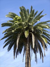 Lush palm tree in an open sky in sunny weather, puerto de la cruz, tenerife, spain