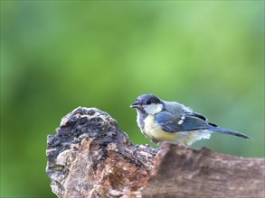 Beautiful small and cute blue tit bird with blue, white and yellow feathers and plumage perched on