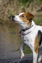 A terrier plays in the water and looks up