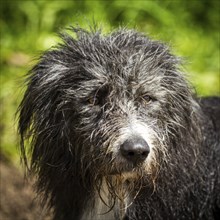 A wet Border Collie, Bearded Collie mix looks very slightly out of the picture