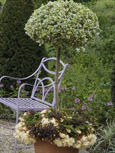 Small tree in a flower pot, purple metal bench, surrounded by green nature and flowers, Steinfurt,