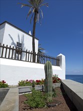 White house next to a cactus and a palm tree, with flowers and a blue sky in the background, puerto