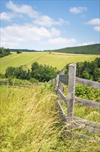 Summer landscape with fence