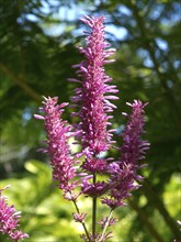 Close-up of vibrant pink flowers against lush green foliage under bright sunlight, puerto de la