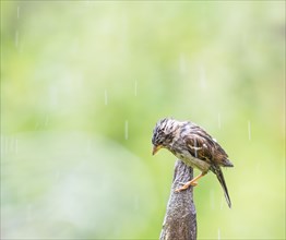 A wet sparrow bird sitting on a fence post in the rain