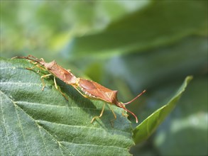 Mating bugs a natural habitat