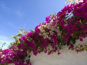 Pink and white flowers hanging over a wall under a clear blue sky, puerto de la cruz, tenerife,