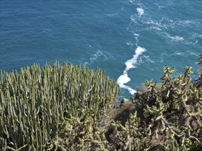 Blü ocean with waves crashing against a cliff covered in cactus plants, puerto de la cruz,