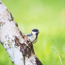 Juvenile bluetit on a birch trunk