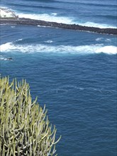 View of the blue sea with waves and a cactus in the foreground, puerto de la cruz, tenerife, spain