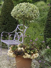 Small tree in a pot with flowers, purple metal bench in the background, green garden environment,