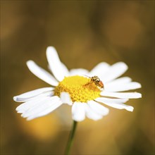 Bug larvae on a chamomile