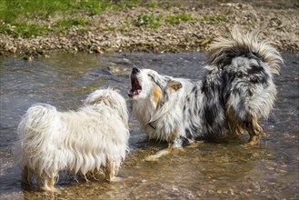 A Havanese and an Australian Shepherd bark at each other in the water